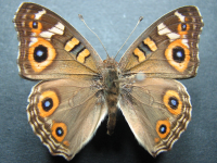 Junonia villida calybe - Adult